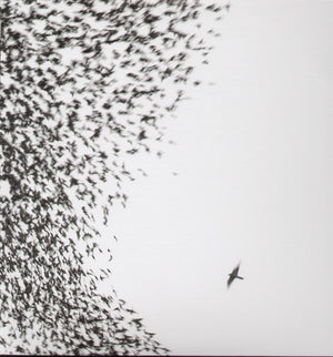 WILCO | SKY BLUE SKY (2LP SET) (VINYL)