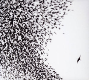 WILCO | SKY BLUE SKY (BONUS DVD)