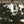 COWBOY JUNKIES | TRINITY SESSION