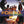 VARIOUS ARTISTS | FORRO DO BRASIL / VARIOUS
