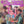 HOLLIES | EVOLUTION