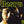 DOORS | DOORS (REMASTERED)