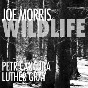 JOE MORRIS | WILDLIFE