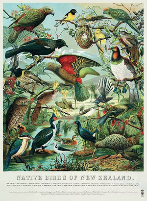 NATIVE BIRDS OF NEW ZEALAND POSTER 502