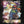 OUTKAST | AQUEMINI