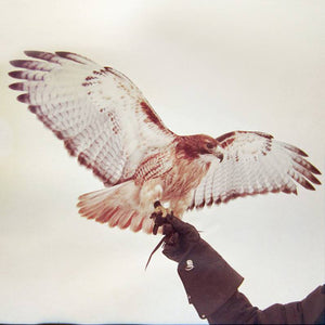 JM AIRIS | WILD BIRDS