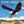 TONY WILLIAMS | JOY OF FLYING - US