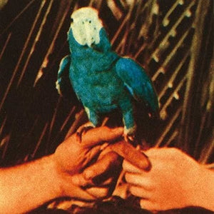 ANDREW BIRD | ARE YOU SERIOUS