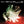 CHEVELLE | WONDER WHAT'S NEXT