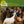 BEACH BOYS | PET SOUNDS