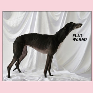 FLAT WORMS | FLAT WORMS