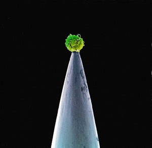 PETER GABRIEL | NEW BLOOD