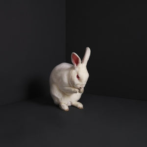 BRUME | RABBITS