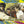 THE SIR DOUGLAS QUINTET^SIR DOUGLAS QUINTET | SHE'S ABOUT A MOVER