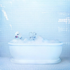 FRANKIE COSMOS | VESSEL