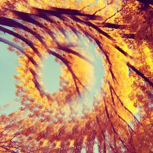 A HAWK AND A HACKSAW | FOREST BATHING