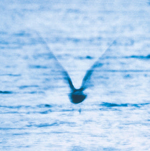RYO FUKUI | MELLOW DREAM