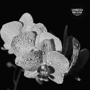 ASSORTED ORCHIDS | ASSORTED ORCHIDS