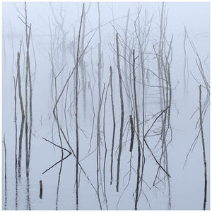 OLHAVA | FROZEN BLOOM