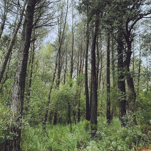 L.A. | EVERGREEN OAK