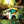 TOPLOADER | MAGIC HOTEL