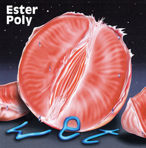 ESTER POLY | WET