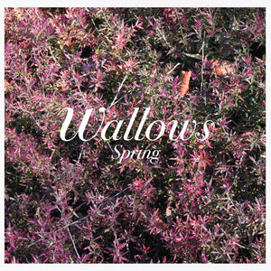 WALLOWS | SPRING
