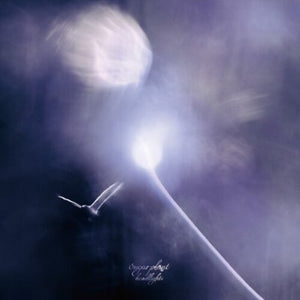 SUGAR PLANT | HEADLIGHTS