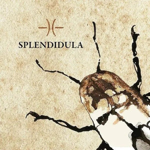 SPLENDIDULA | SPLENDIDULA