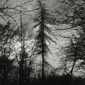 CURSE ALL KINGS | FERAL EARTH