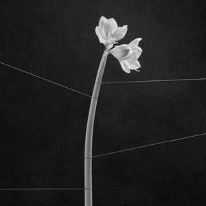 TRENTEMOLLER | DREAMWEAVER