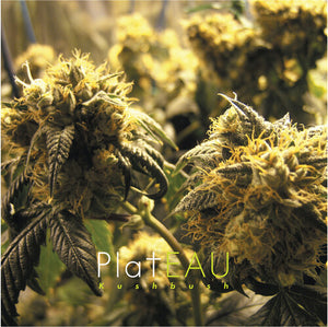 PLATEAU | KUSHBUSH