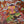 PIGS PIGS PIGS PIGS PIGS PIGS PIGS | DEATH HILARIOUS (TRANSLUCENT ORANGE EDITION) (VINYL)