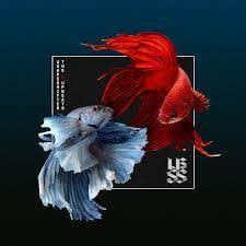 SHAPESHIFTER / UPBEATS | SHAPESHIFTER VS THE UPBEATS (DIGI)