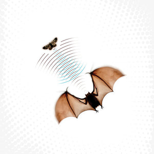 BATSAUCE | ECHOLOCATION