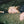 ALICE COSTELLOE | MOVE ON WITH THE YEAR (VINYL)
