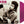 BOB DYLAN | HOUSE OF THE RISIN SUN - TRANSPARENT VIOLET VINYL