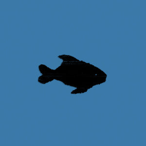 OXIS | OXIS 8