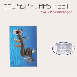 ORCHID SPANGIAFORA | EEL ASP FLAPS FEET