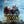 MOVIE DRA | ROOM (2015)