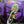 VARIOUS - HUMBLE PIE / STRAWBS | HEADS IN