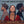 CAROLINA CHOCOLATE DROPS | GENUINE NEGRO JIG (DIGI)