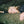 ALICE COSTELLOE | MOVE ON WITH THE YEAR (VINYL)