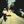 BUENA VISTA SOCIAL CLUB | BUENA VISTA SOCIAL CLUB (SLIPCASE)