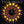 CULT | SUN KING / EDIE - 12