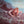 ROXY MUSIC | SIREN - NZ / AU