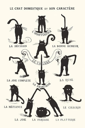 LE CHAT DOMESTIQUE POSTER MAXI 672