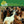 BEACH BOYS | PET SOUNDS - 2016 STEREO REISSUE