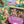 BARBIE AND HER SISTERS IN A PUPPY CHASE