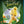MOVIE FAM | TINKERBELL (BLU-RAY)